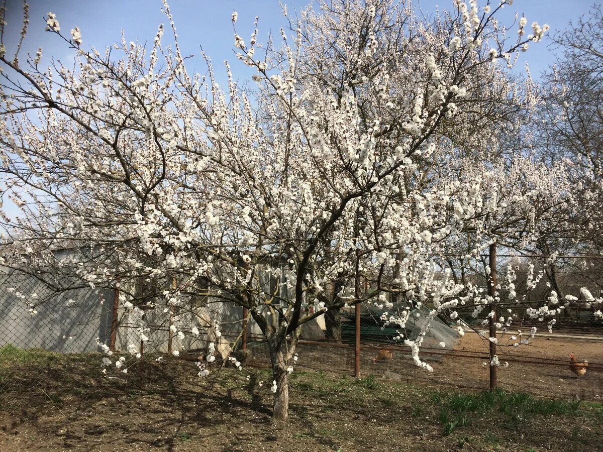 китайская акация. альбиция кустарник. дерево темрюк. каштаны краснодарский край. акация краснодарский край.