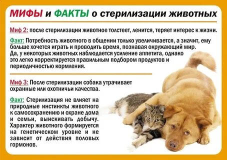 Приют шанс на жизнь