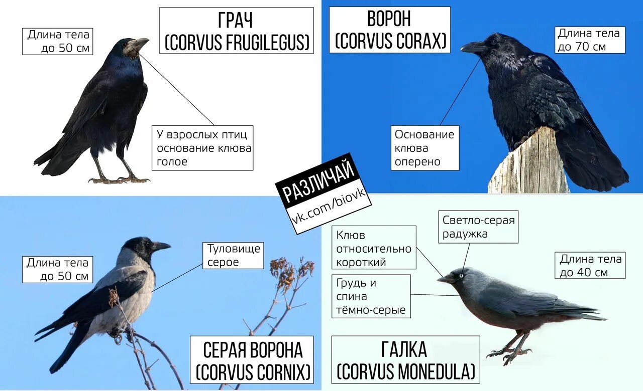 К какому виду относятся вороны. Врановые строение. муж вороны. ворон муж вороны. врановые систематика.