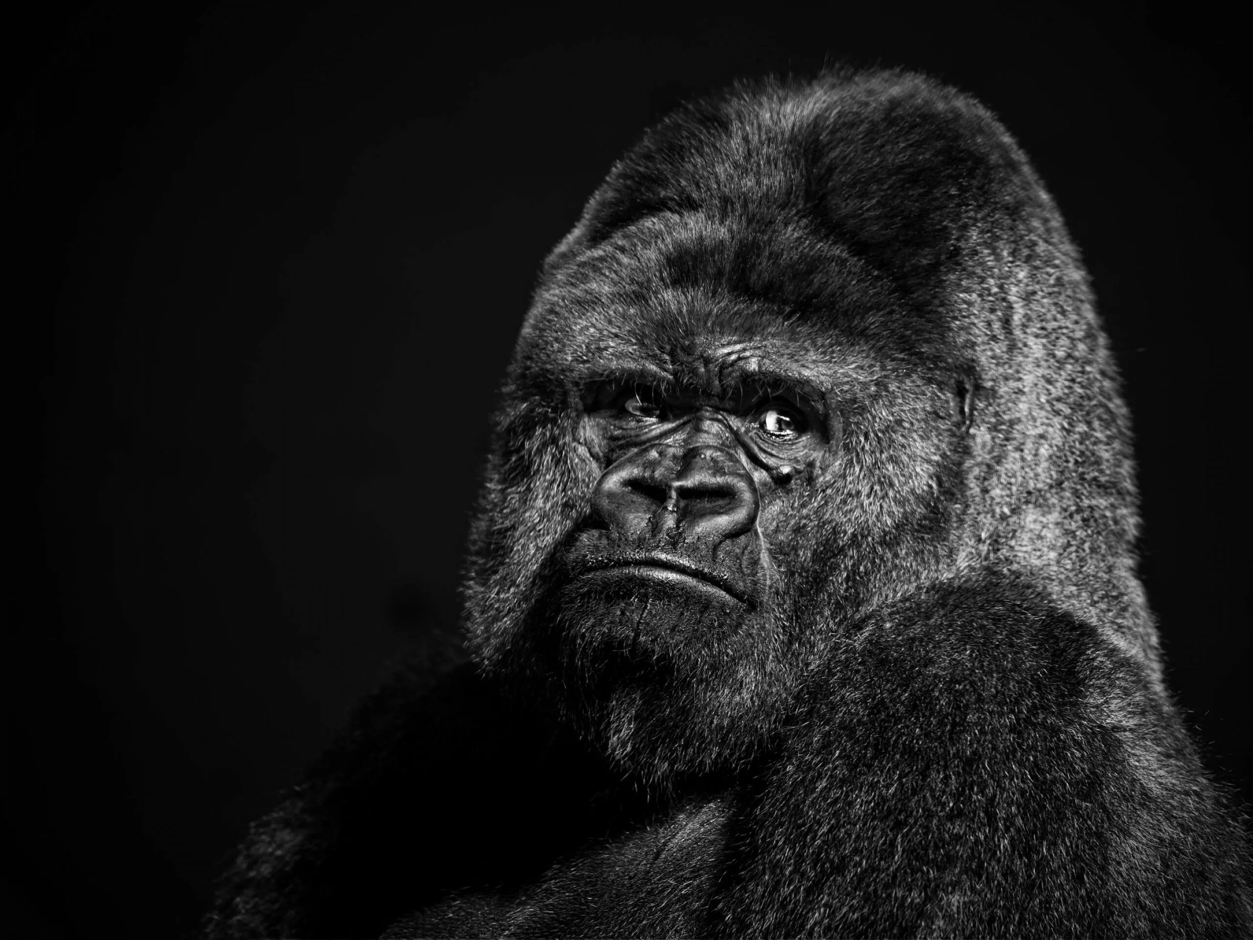 Горилла ночью на кухне маска. Злая горилла Кинг Конг. Обезьяна горилла. Горилла на рабочий стол. Черная горилла.