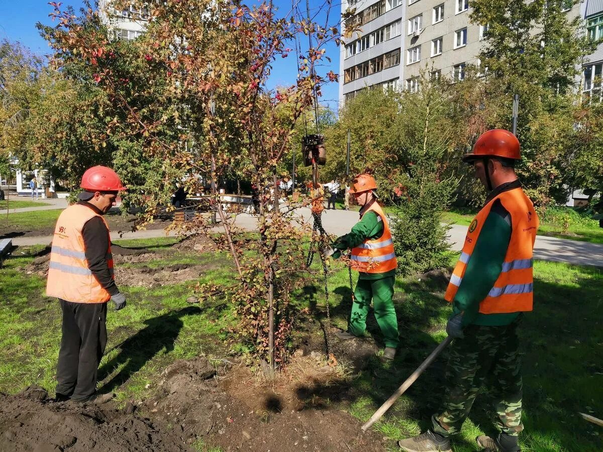 Какие деревья высаживают в городе. Посадка деревьев. посадка деревьев озеленение. посадка деревьев в городе озеленение. высадка деревьев и кустарников.