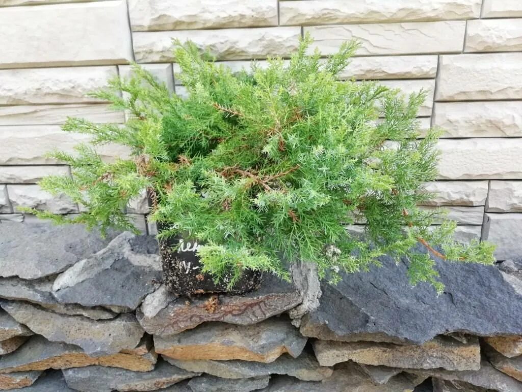 Parson's Juniper 2'-3' Tall 3'-4' Wide Evergreen No Blooms Needs Full Sun Plant 