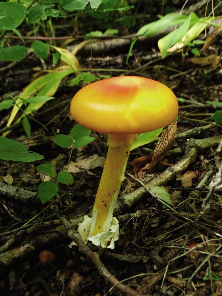 Цезарский гриб дальневосточный(Amanita caesareoides).