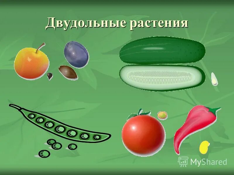 Двудольные картинки (50 фото)