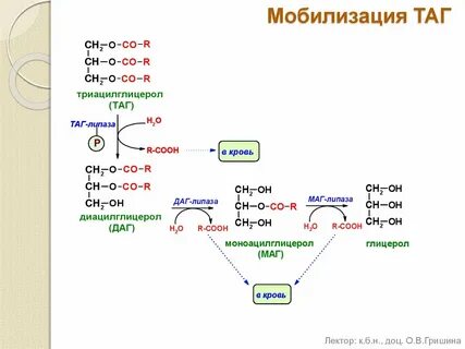 Мобилизация жиров