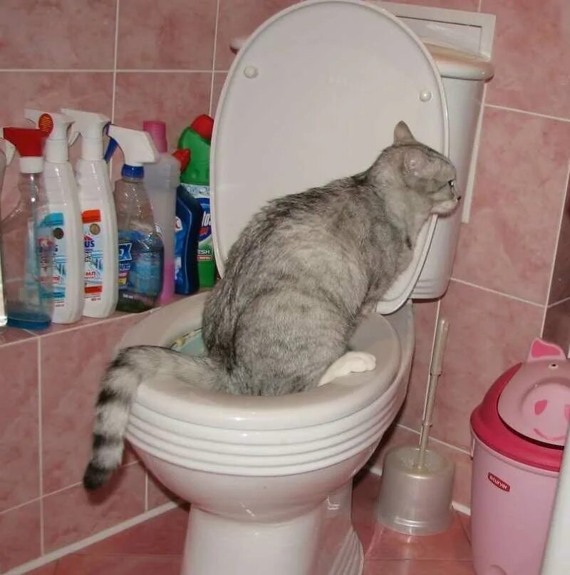 Кот после переезда не ходит в туалет. Приучение кошки к унитазу. кот ходит на унитаз. унитаз для кошек. кошка ходит в туалет на унитаз.