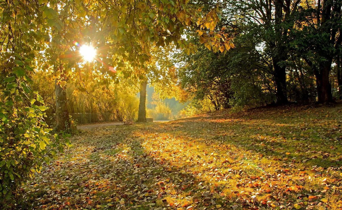 солнечная осень. осеннее утро. ранняя осень. солнце в тумане. сентябрьское утро.