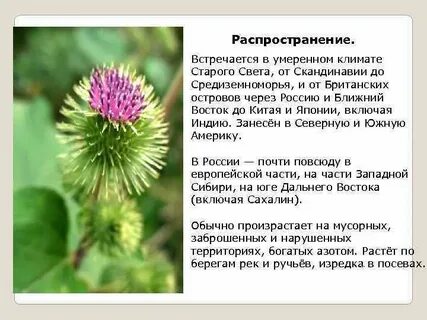 Распространение лопуха