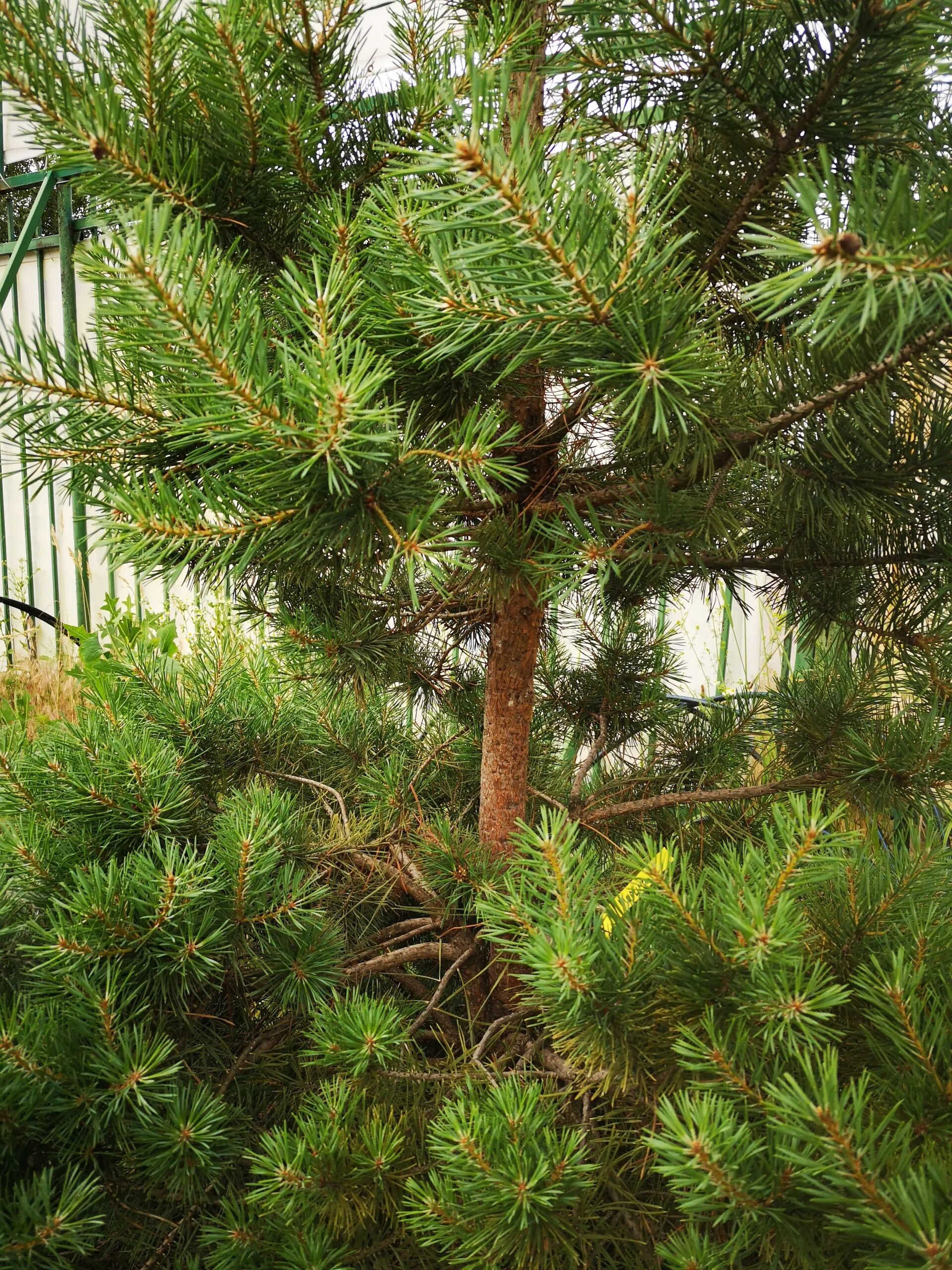 Кедр хвойная порода. Pinus Sylvestris Aurea. Крона сосны. Сосна обыкновенная. Сосна с длинными иголками.