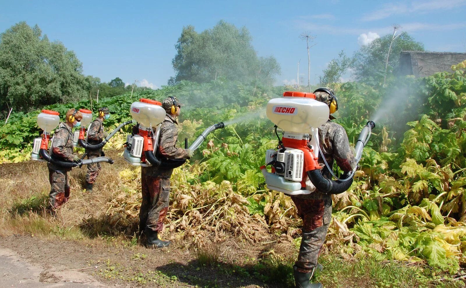 Борьба с растением борщевик. Уничтожение борщевика сосновского. Борьба с растением борщевик. Борщевик сосновского обработка. Борщевик сосновского ожоги.