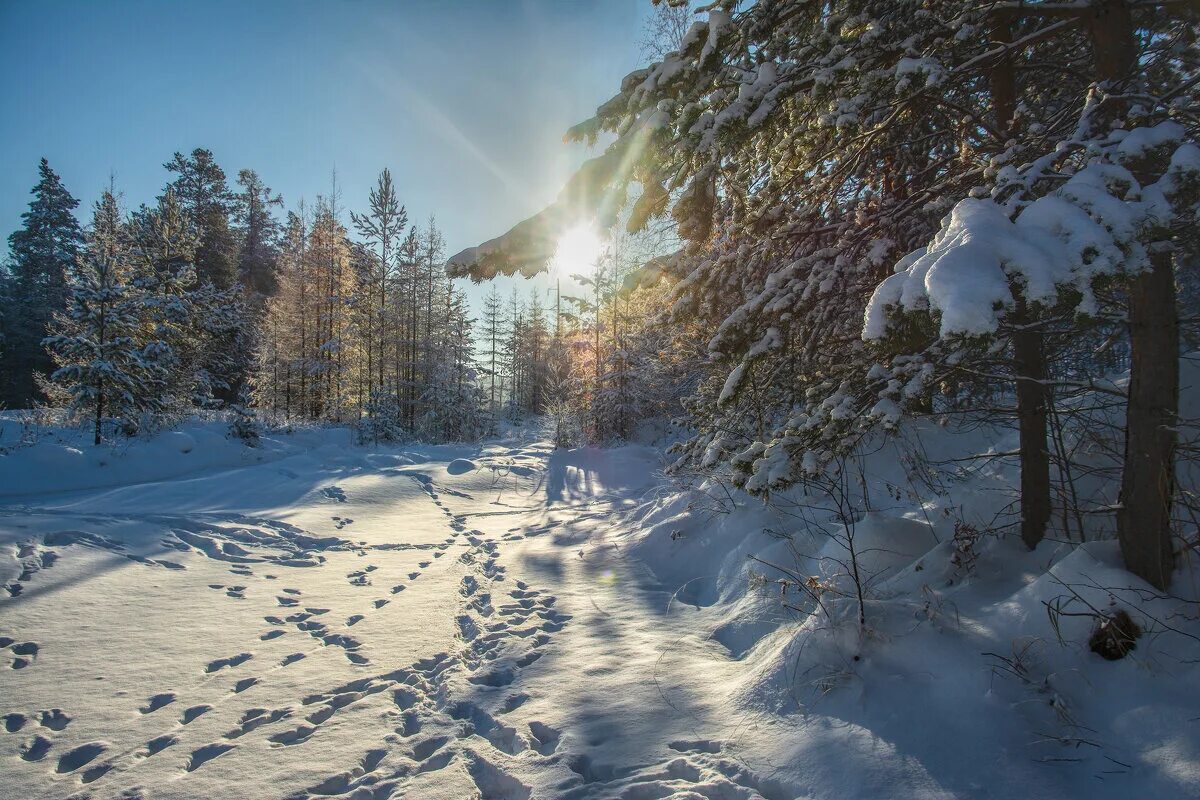 Следы птиц на снегу. Следы на снегу. Следы в зимнем лесу. Следы животных на снегу в лесу. Следы кролика на снегу.