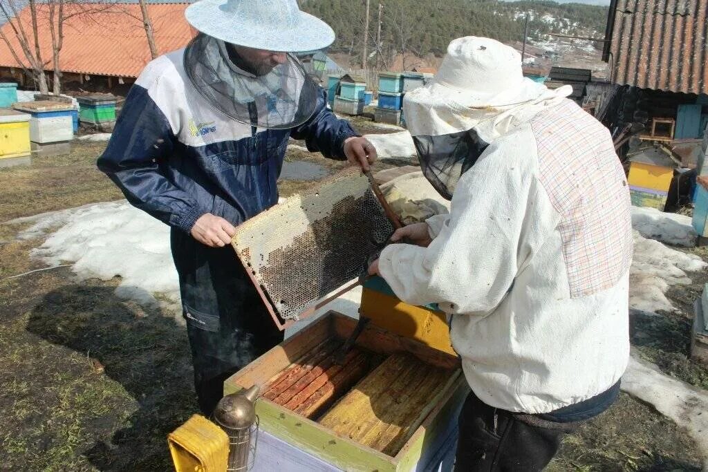 Пасека весной. Пасека в марте. Пасека осенью. Когда выносить пчел