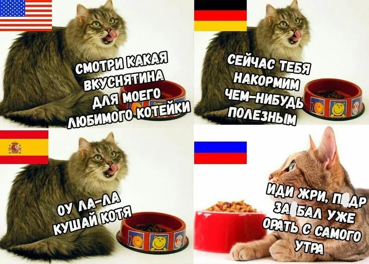 Генератор мемов с котами Хотели как лучше: история, как мы закрыли лжеприют с помощью SERM и черного пиар