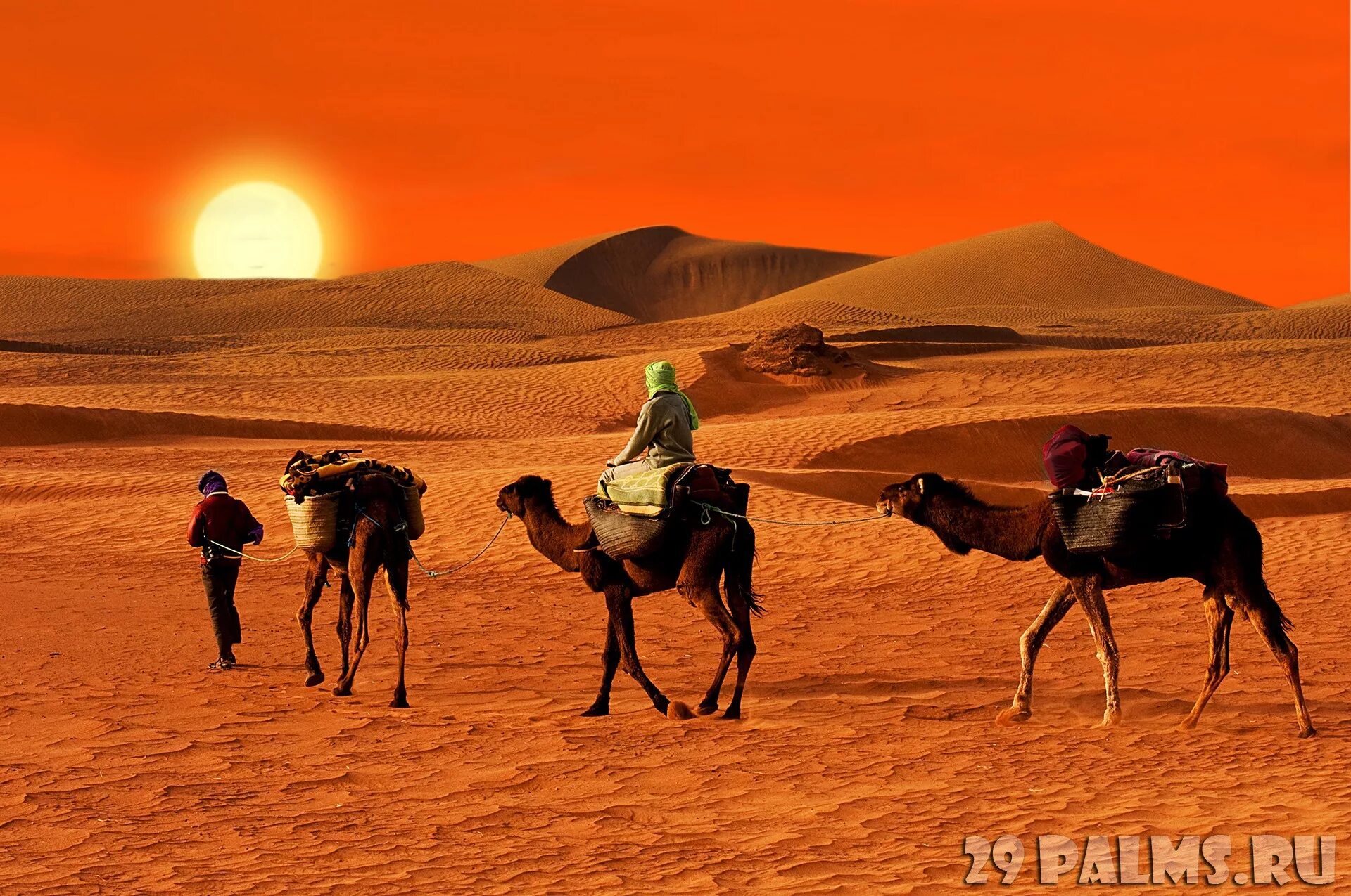 Занятия людей в пустыне. Занятия в пустынях. Занятия людей пустыни. Бедуины Аравийского полуострова. Жизнь людей в пустыне.