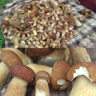 Сколько времени растут белые