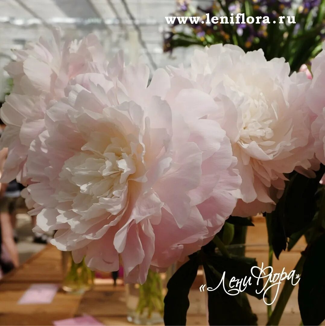 Пион миртл. Myrtle Gentry пион. Пион Миртл Джентри Paeonia Myrtle Gentry. Пион Миртли Тишлер. Пион Миртл Тисчлер.