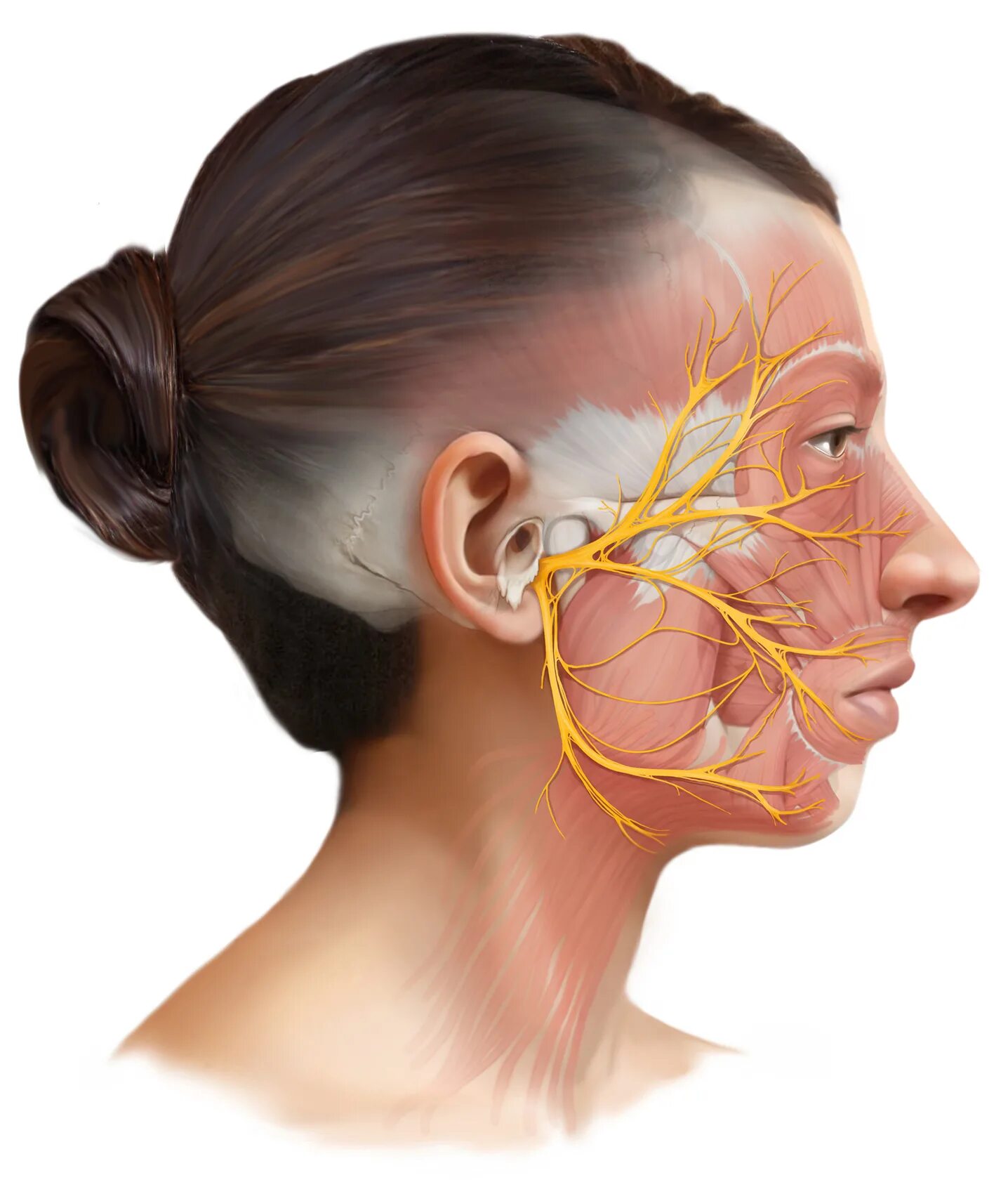 Лицевые нервы человека. Тройничный лицевой нерв. Ветви лицевого нерва на лице. Шейная ветвь лицевого нерва анатомия.