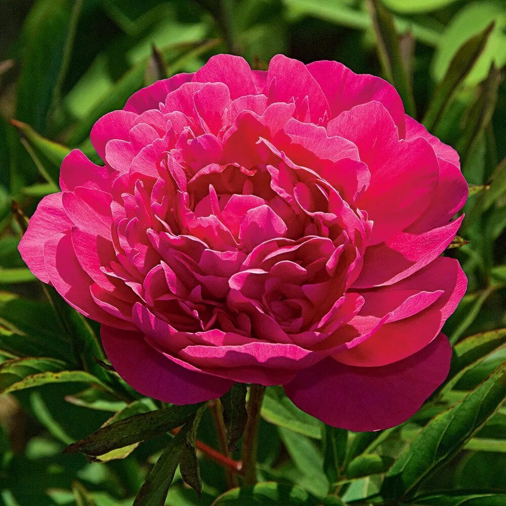 Пион kansas (канзас). Пион канзас paeonia kansas. Пион канзас отзывы. Пион канзас отзывы. Пион сорт канзас.