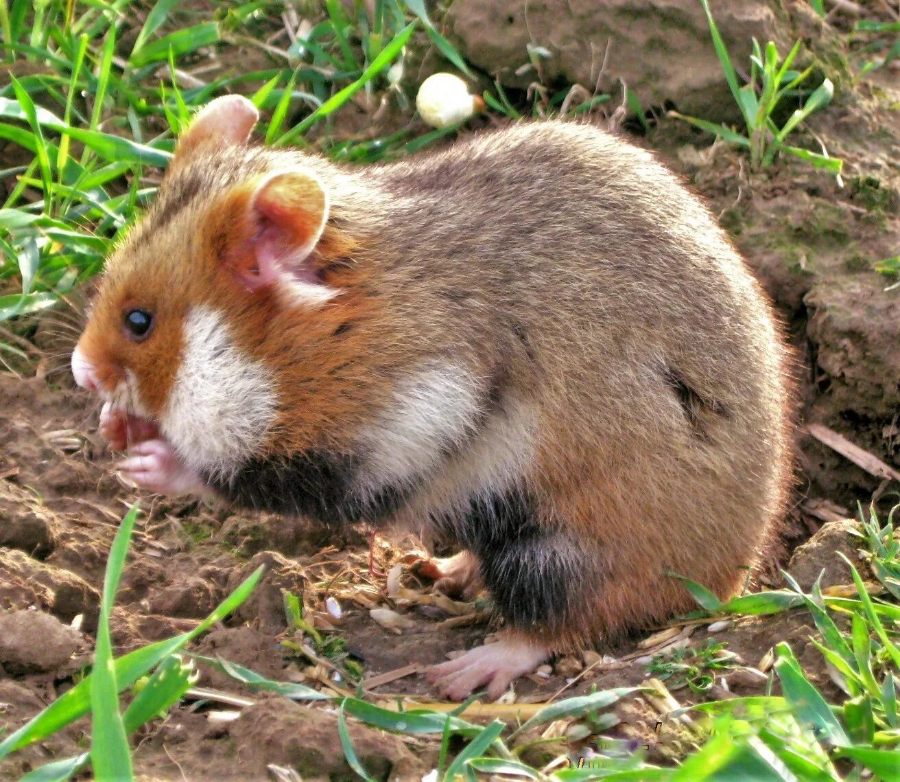 Карбыш на участке. Обыкновенный хомяк Cricetus Cricetus. Хомячок карбыш. Лесной хомяк карбыш черный. Обыкновенный хомяк карбыш.