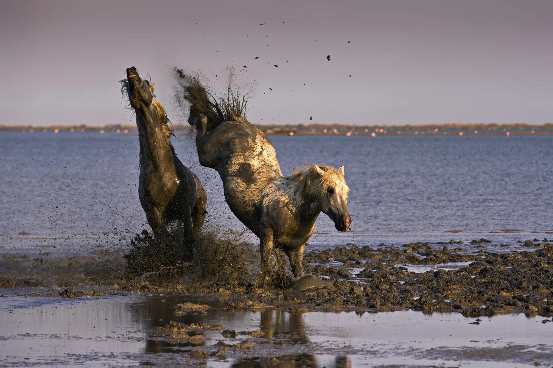 Wild horse islands the hunt. Дикие лошади в природе. Лошади в воде. Остров Водный Мустанги. Смешной конь.