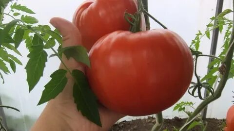 Минусинские томаты бычье сердце отзывы