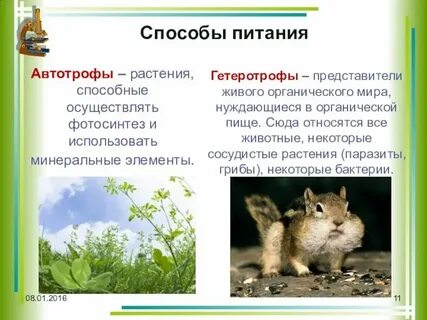 Зеленые растения по способу питания
