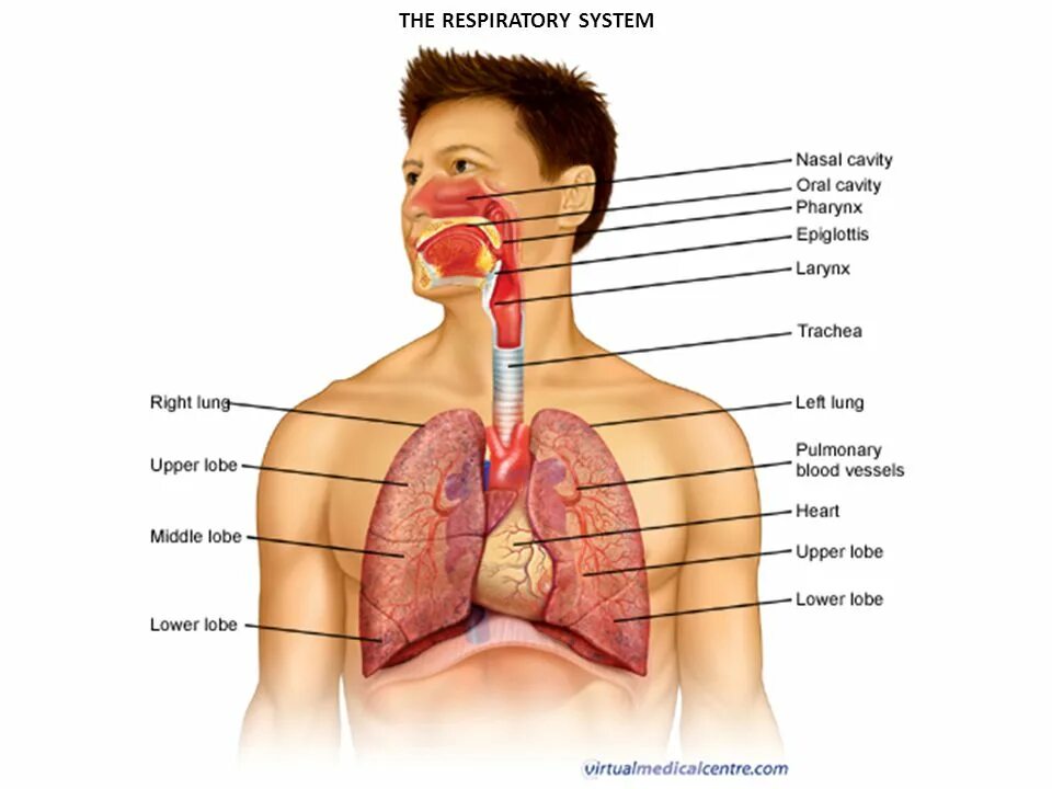 Где находятся легкие. Respiratory System.