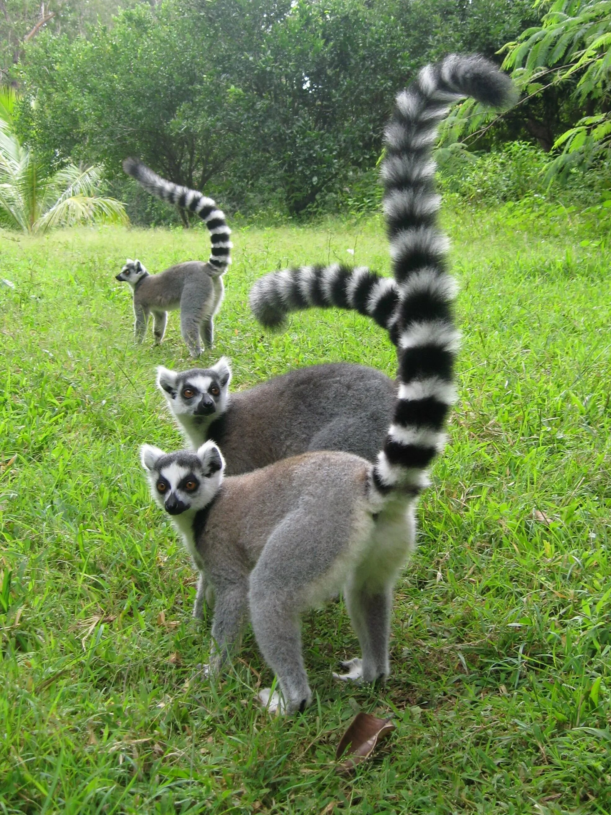 Кольцехвостый лемур. Лемур с полосатым хвостом. Австралийский лемур. Енот носуха. Длинный полосатый хвост.