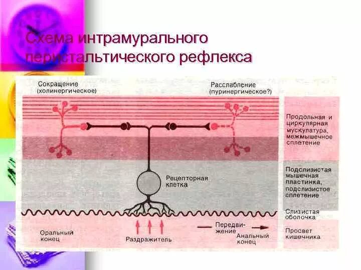 Интрамуральный узел тип 4. Интрамуральный узел тип 4