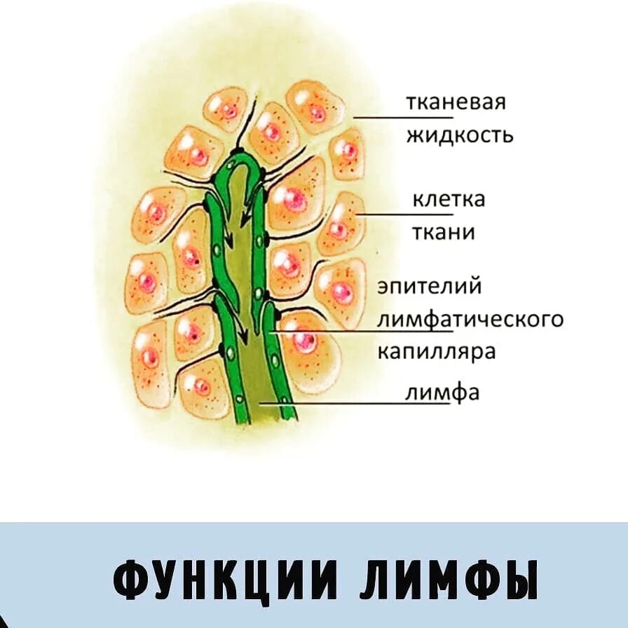 Лимфа образуется из. Образование лимфы. механизм образования лимфы. образование лимфы схема. лимфатическая жидкость.