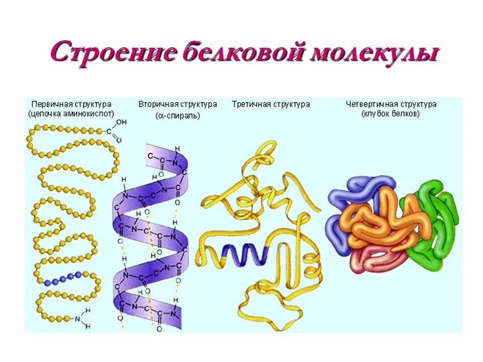 Свойства белковых молекул. Связи в первичной вторичной третичной и четвертичной структуре белка. Первичная вторичная третичная структура белка. Вторичная третичная и четвертичная структура белка. Структуры белка первичная вторичная третичная четвертичная.