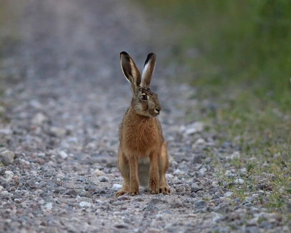 Сибирский заяц русак. Заяц-русак. Заяц-русак. Заяц русак карелия. Серый заяц-русак.