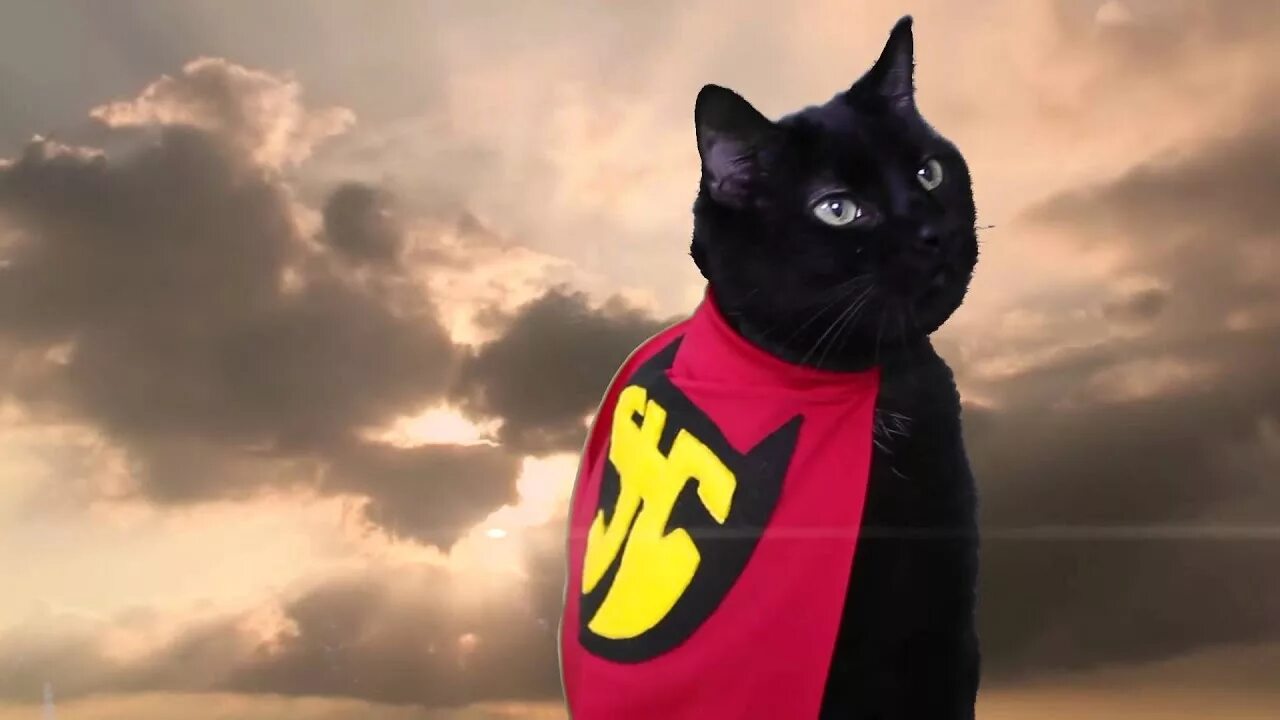 Супер 18 года. Супер кошка. Кот Супергерой. Супергерои кошка. Крутой кот.