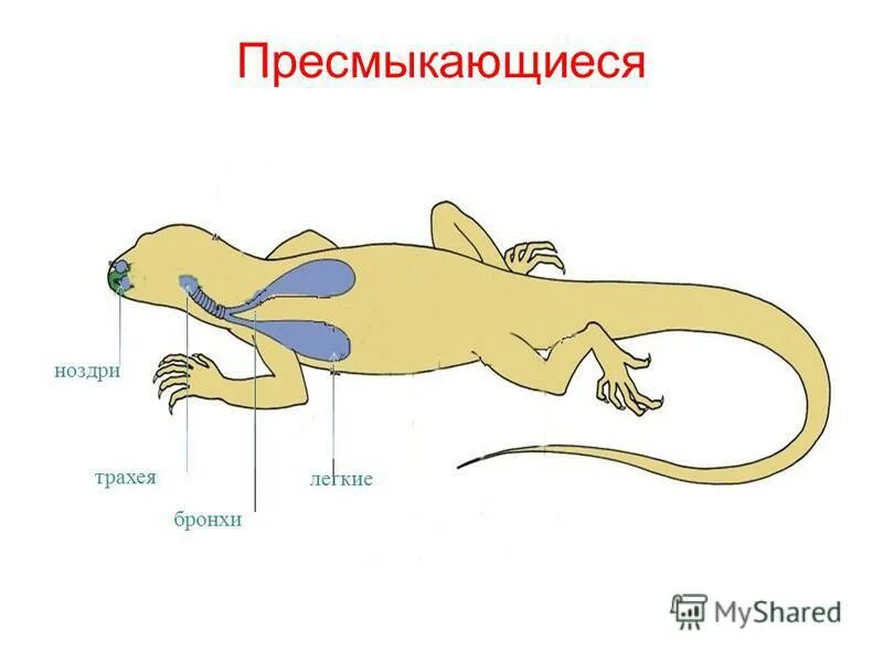 Дыхательная система пресмыкающихся. Строение дыхательной системы пресмыкающихся. Класс рептилии дыхательная система. Пресмыкающиеся строение дыхательной системы. Строение дыхательной системы пресмыкающеик.