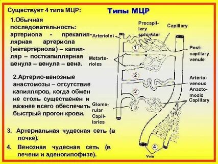 Чудесная сеть