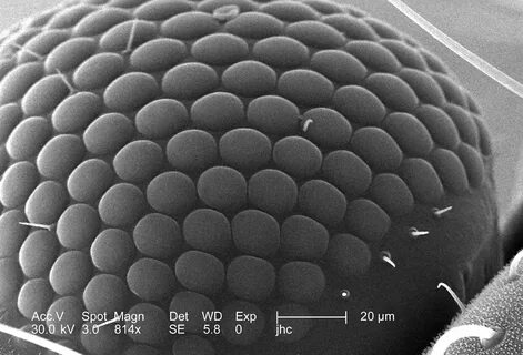 Compound eyes
