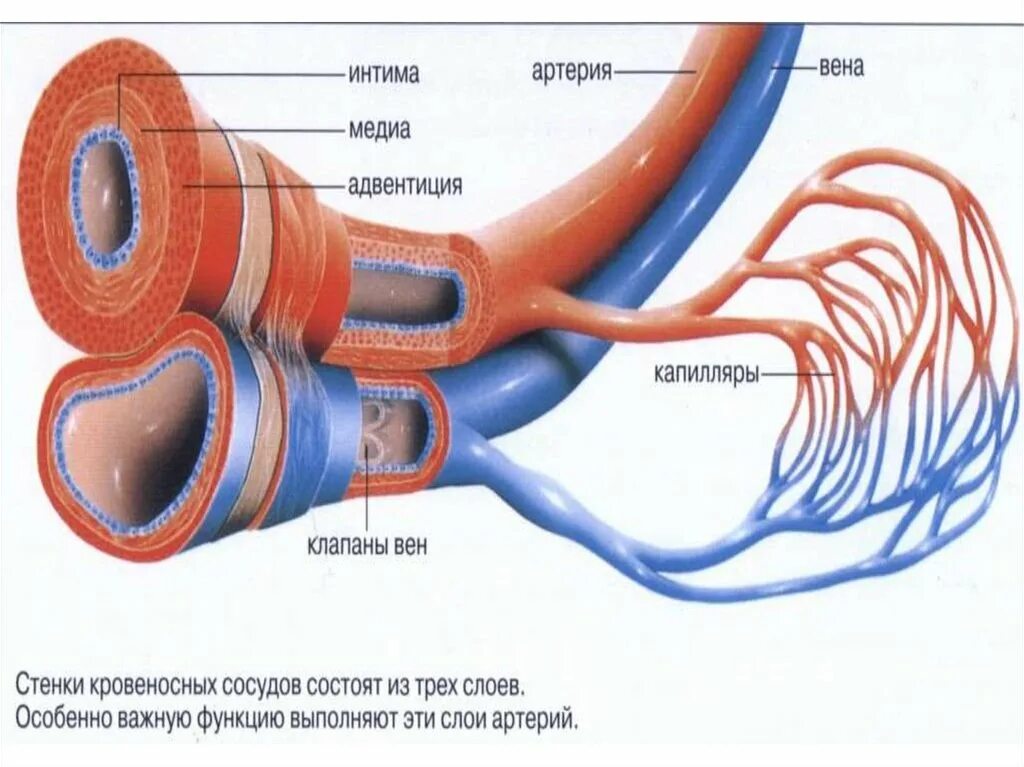 Артерии и вены функции. Схема строения кровеносных сосудов. Строение кровеносных сосудов анатомия. Строение артерии вены и капилляры. Строение кровеносных сосудов артерии вены.