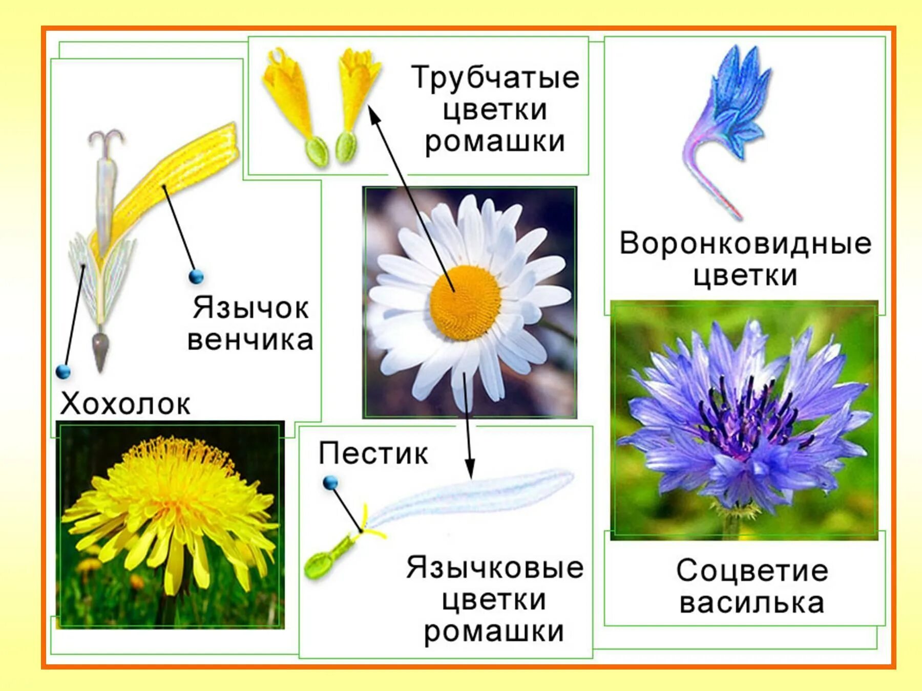 Соцветия первого типа имеет одуванчик. Строение трубчатых цветков сложноцветных. Схема семейства сложноцветных Астровые. Строение соцветия сложноцветных растений. Астровые семейство язычковые.