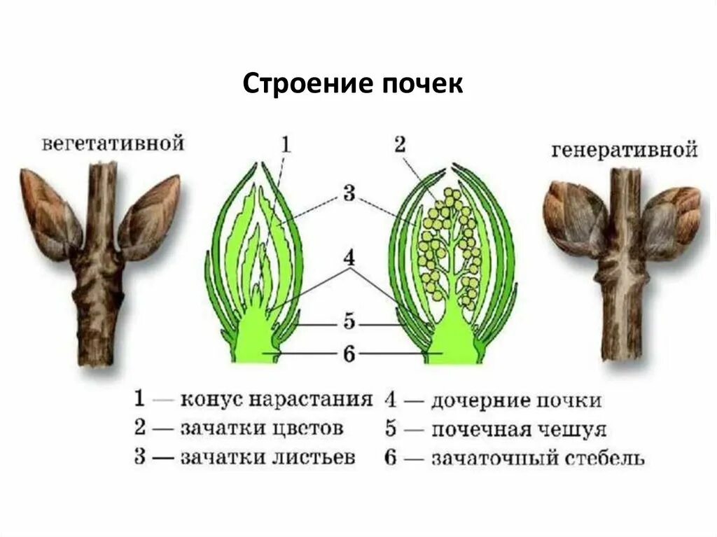 Сравнение строения почки и побега. Строение вегетативной и генеративной почки. рисунок строение почки вегетативной и генеративной. строение почек растений вегетативная и генеративная. строение генеративной почки.