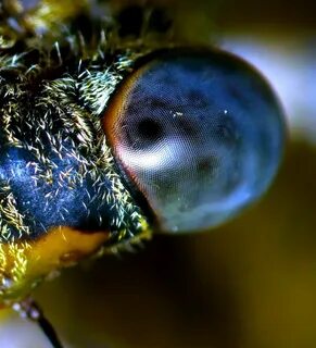 Macro 5