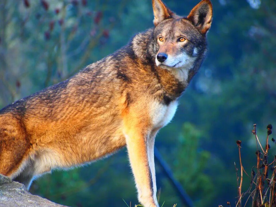 Ред вольф. Рыжий волк. Рыжий волк США. Рыжий волк фото. Red Wolf, canis Rufus.