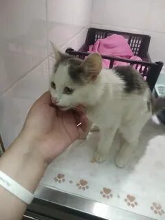 Двухмесячный котенок