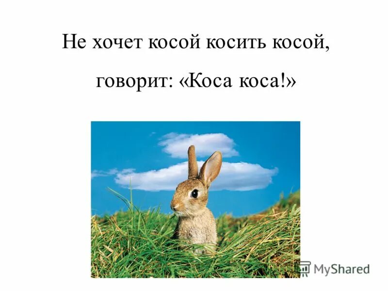 Косой косой косил косой косой. Заяц косит. Косой косой косил траву. Косой косил косой косой скороговорка. Коса скороговорка