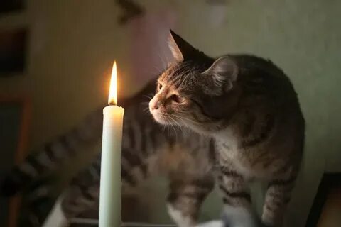 Выключи кошачью подсветку