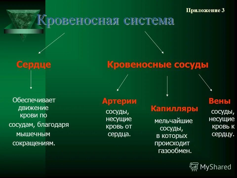 Благодаря мышцам обеспечивается. Работа мышц. Движение глазного яблока обеспечивают мышцы. Движение крови по сосудам обеспечивается. Благодаря мышцам обеспечивается.