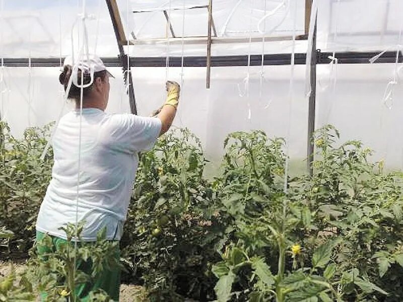 Подвязка томатов в теплице просто. Подвязывание помидоров в теплице. подвязка помидор в теплице агросфера 3×8. подвязка томатов в теплице ганичкина. подвязка высокорослых помидоров.