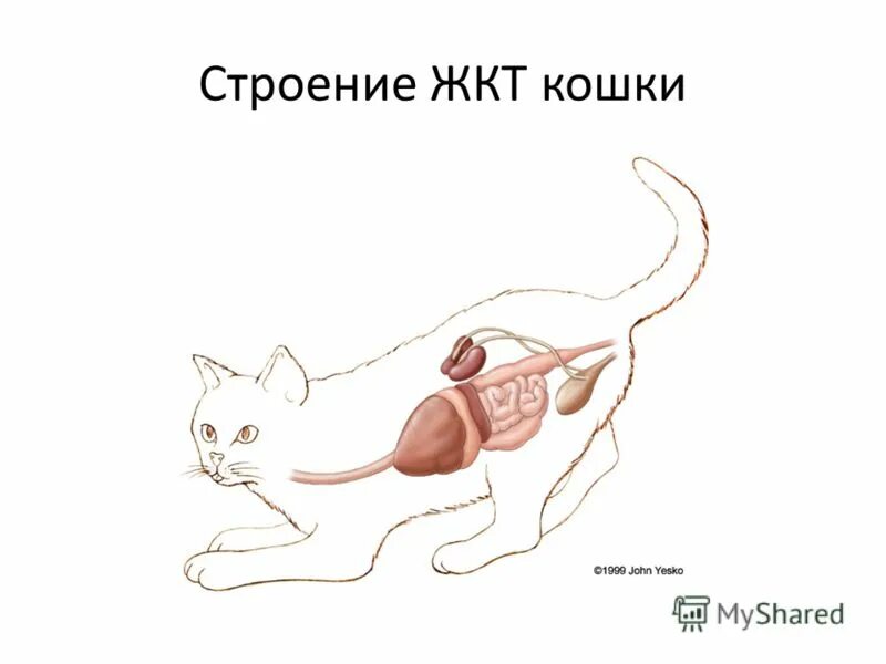 анатомия собаки органы брюшной полости. анатомия почки кошки. анатомия кошки ветеринария атлас. кишечник кошки анатомия. кошка желудочно кишечный тракт.