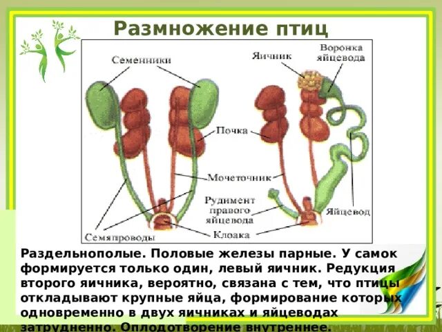 Размножение птиц. Органы размножения птиц. Система органов размножения птиц. Половое размножение птиц.