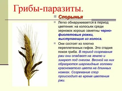 Распространение спор