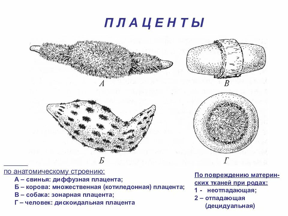 Типы плацент млекопитающих. Типы плацент по форме. анатомические типы плацент.